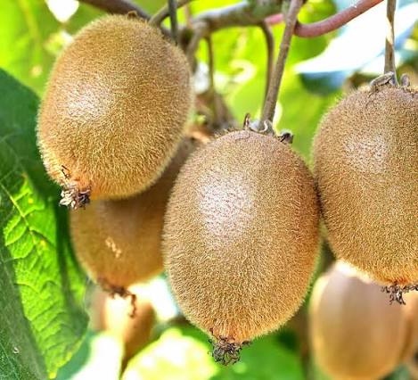 Kiwi Fruits